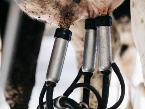 Sağım Öncesi ve Sonrası Meme Hijyeni